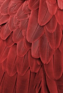 Interior Designer Boston & Cambridge, Heidi Pribell
